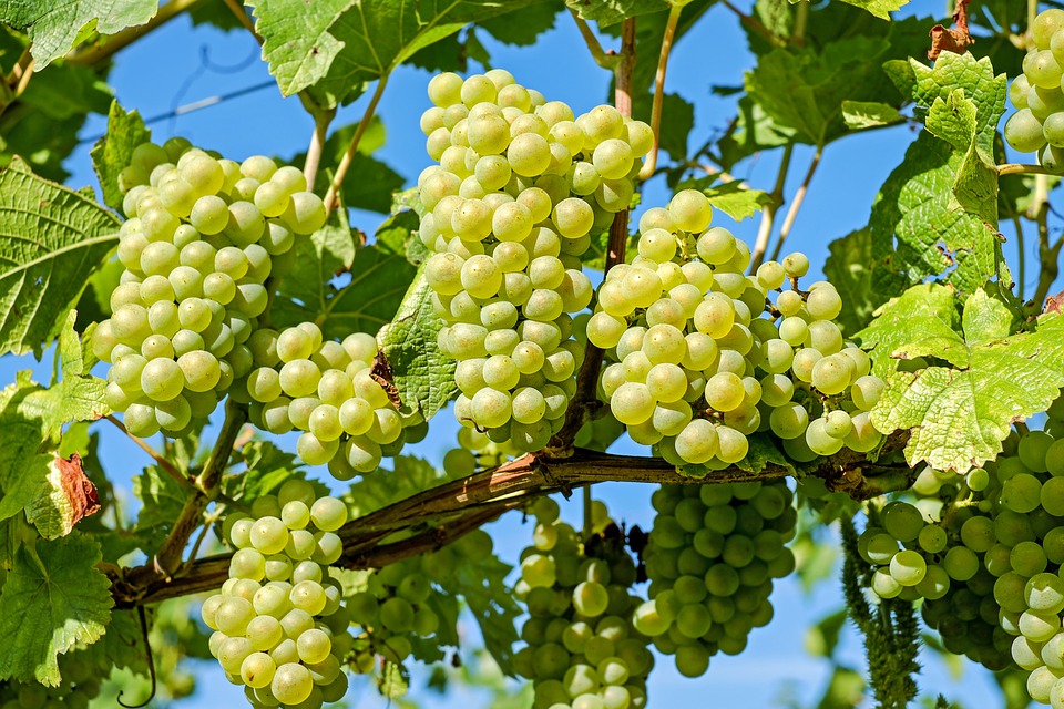 grapes-2656259_960_720.jpg